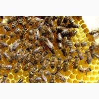 Продам бджолопакети
