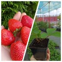 Пропонуємо саджанці Полуниці (Клубніка, Суниця)