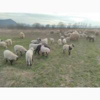 Ягнята, вівці, барани, turcane