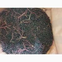 Куплю бузину