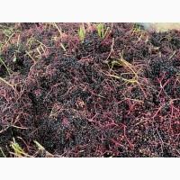 Куплю бузину