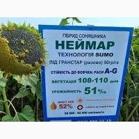 Неймар під гранстар. Гібрид Неймар 43ц/га. Соняшник Неймар вовчок раси A-G