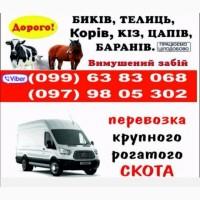Перевозка врх, скотовоз по Полтавской та сусідніх областях