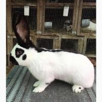 Німецький строкач