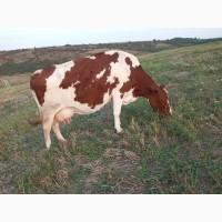 Продам молочну корову