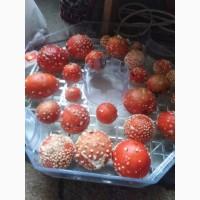 Amanita muscaria