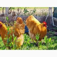 Продається яйце інкубаційне, курчата. Орпінгтон палевий, лаванда, зозулений