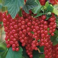 Закуповуємо порічка