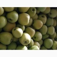 Продам яблука Голден Декоста