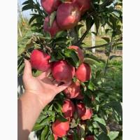 Продам якісні товарні яблука. Зимові сорти. Тернопільська область
