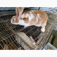 Продам кроленят