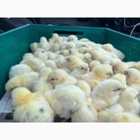 У продажу добові курчата бройлер кобб 500
