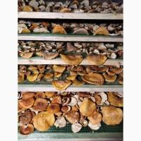 Червоні мухомори, сушені при температурі 35 градусів