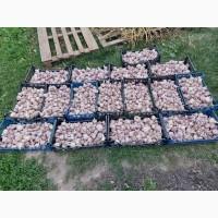 Продам товарний часник, сорт любаш