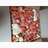 Продам Мухомор червоний