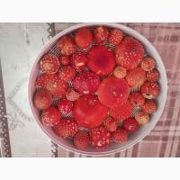Продам Мухомор червоний