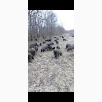 Продам вівці романівська порода
