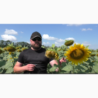 Семена подсолнечника Астон A-G