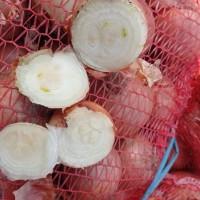 Продам цибулю сорт шутутгарт