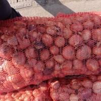 Продам цибулю сорт шутутгарт