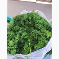 Продам кріп