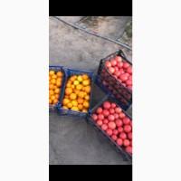 Продам томати