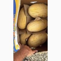 Продам дыню Узбекистан