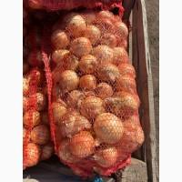 Продам лук сорт Медуза