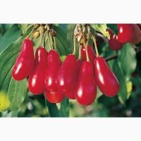 Куплю кизил в об#039;ємі