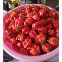 Свіжий гострий перець хабанеро (червоний, надгострий)