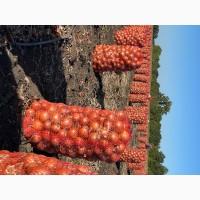 Продам лук в качестве