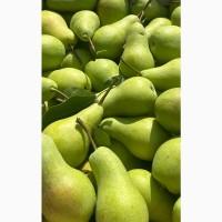 Груша Талгарка