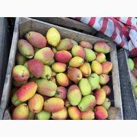 Продам грушу киргизьку зелену або жовту