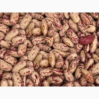 Сортова квасоля гуртом з доставкою