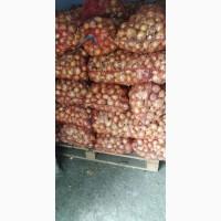 Продам цибулю штутгарт на зелене перо