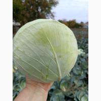 Продам пізню капусту Агресор