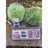 Продам капусту Агресор без трипсу та хвороб, 20 т по 5 грн/кг Дніпр.обл