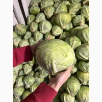 Продам капусту середньопізніх та пізніх сортів