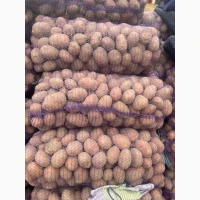 Продам картоплю Белла Роса