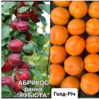 Саджанці Абрикоса та Персика найкращі сорти