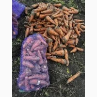 Морква домашня продам