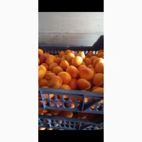 Продам абрикос переспілий на джем, варення