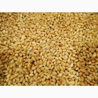 Продам пшеницю 3 клас