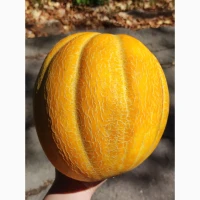 Продам Дині 400-500кг з поля