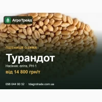 Купити насіння пшениці Турандот - еліта, РН-1, документи | від 14 800 грн/т