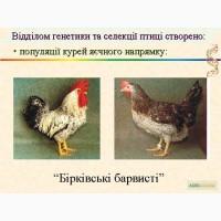 Місячні курчата опт і в роздріб барвиста