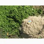 Измельчитель - зернодробилка - Соломорезка Вихрь -2 2, 2 Квт, 100Кг/час