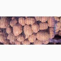 Продам товарный картофель, білороза і білий сорт