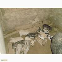 Продам свині мангали