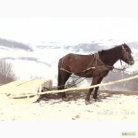 Продам кобилу